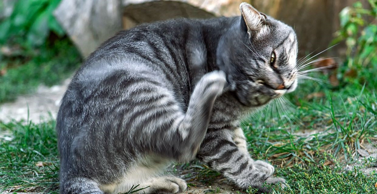 Cat - Parasite Preventative