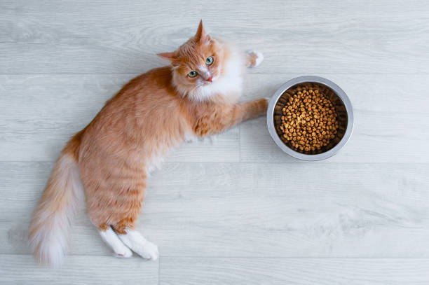 Cat - Non Prescription Food