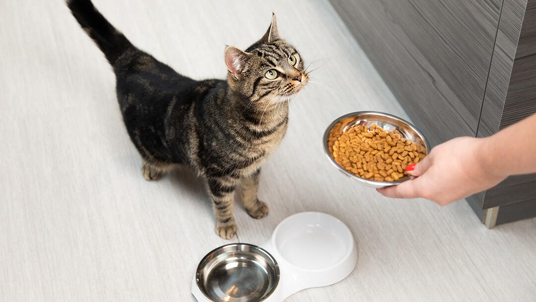 Cat - Prescription Food