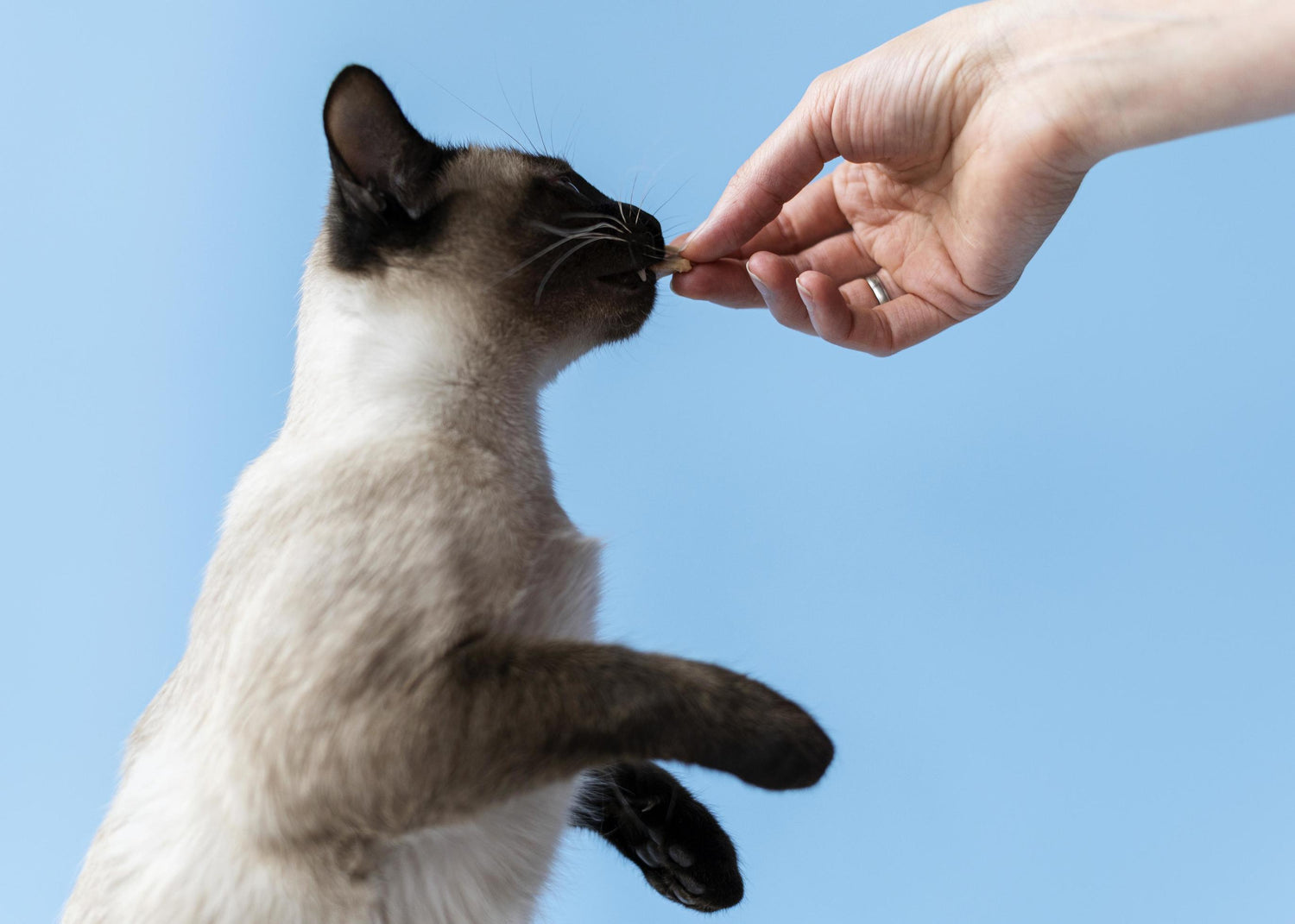 Cat Treats