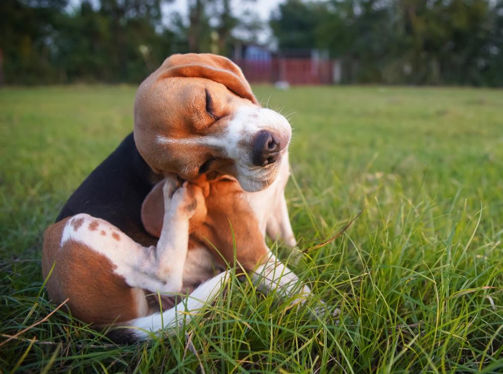 Dog - Parasite Preventative