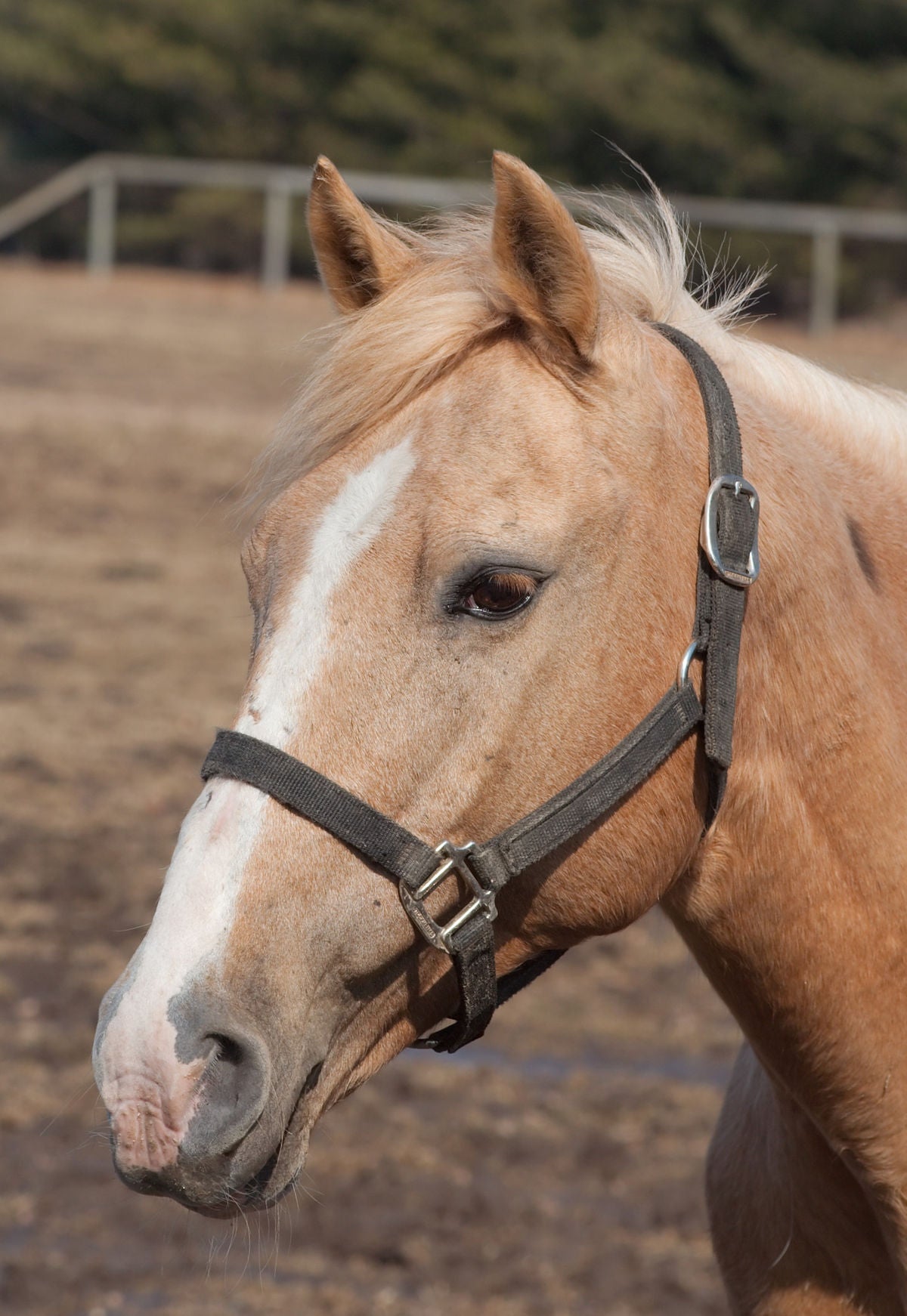 Equine - Halters & Leads