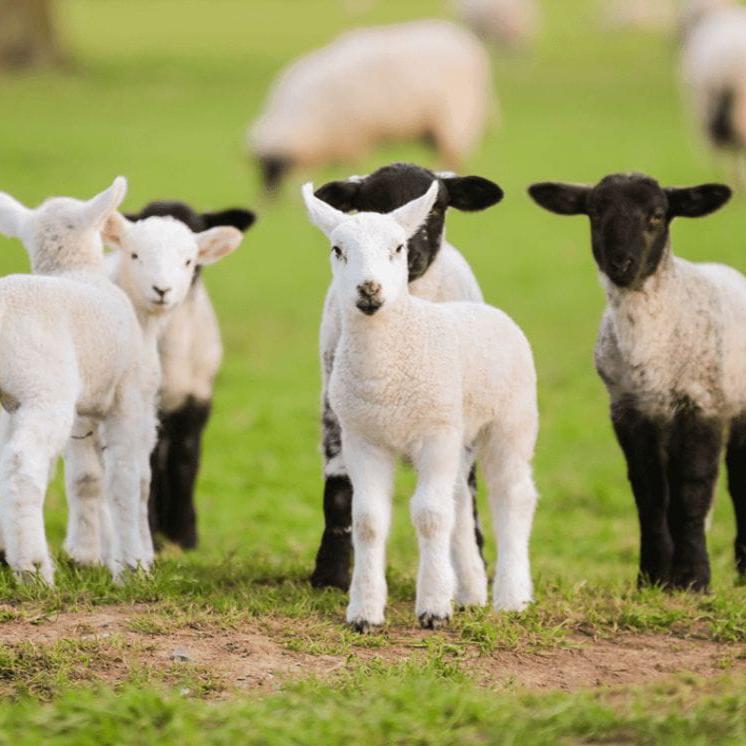 Small Ruminant - Health