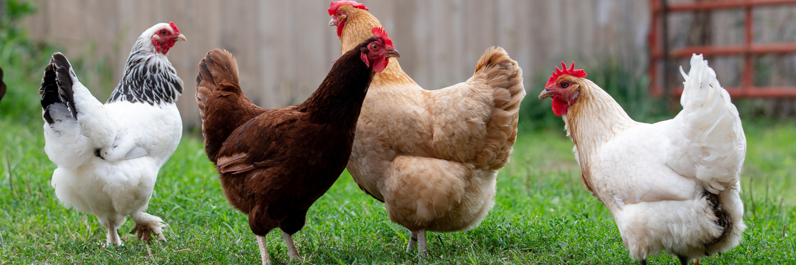 Five chickens of various colors standing on grass with a wooden fence in the background