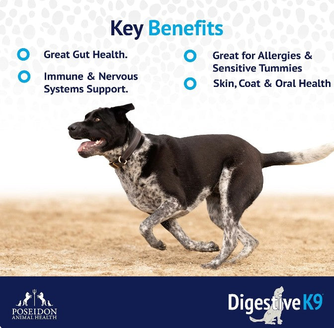 Dog running on a beach with 'Key Benefits' text and 'Digestive K9' branding.