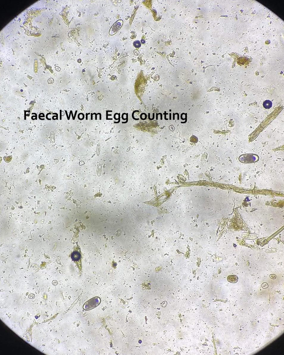 Microscopic view of faecal worm eggs under a microscope with text 'Faecal Worm Egg Counting'.