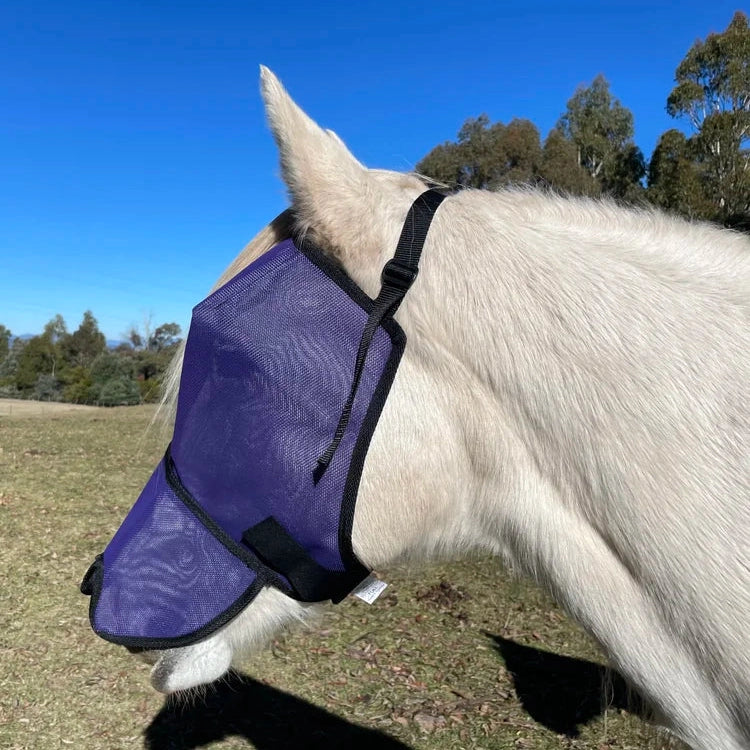 Horse wearing a purple flyveil in an outdoor setting with trees and blue sky.