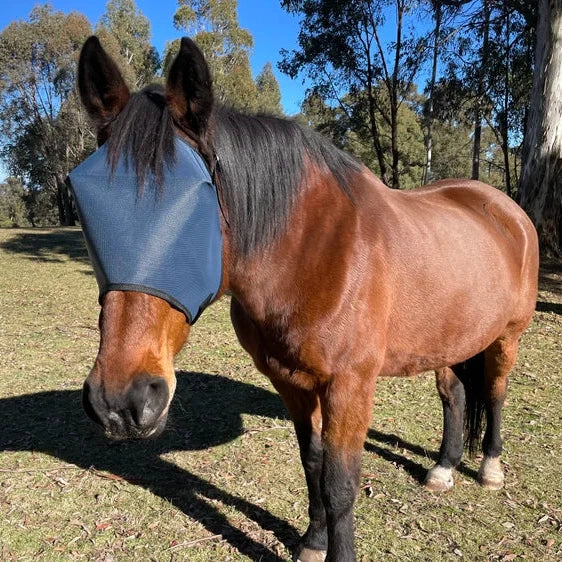 Horse wearing a fly mask in an open field with trees in the background