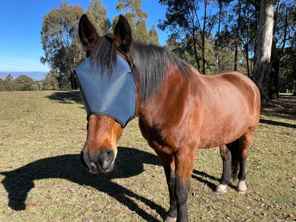 Horse wearing a fly mask in an open field with trees in the background