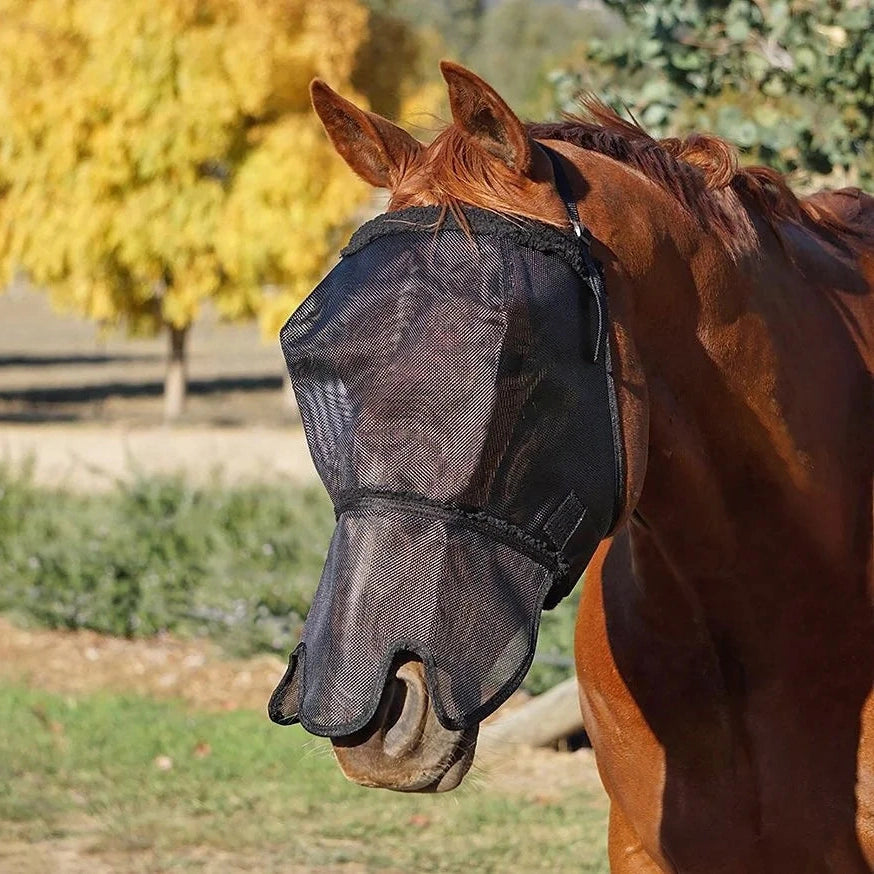 Horse wearing a fly mask in an outdoor setting with trees and grass.