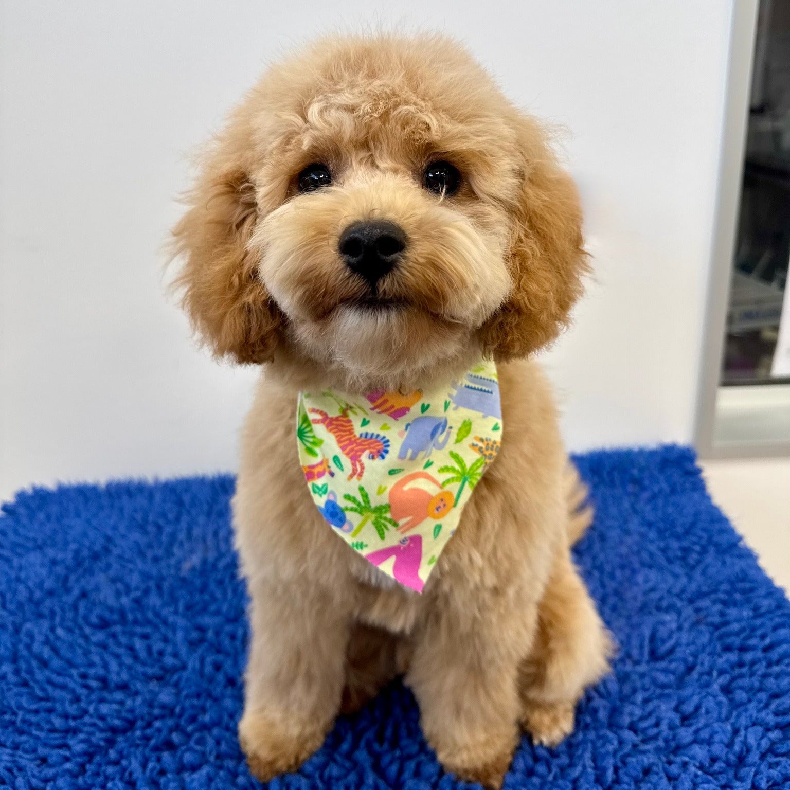 Small dog wearing a colorful bandana on a blue rug