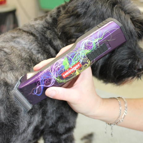 Person using a purple grooming tool on a dog
