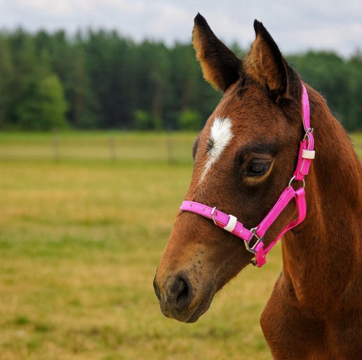 FOAL HALTER