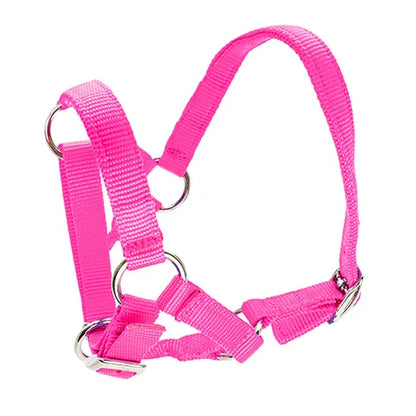 ALPACA HALTER