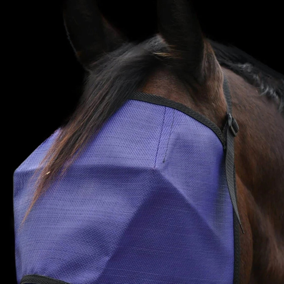 Horse wearing a purple fly mask with a dark background