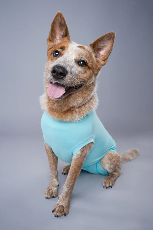 DOG RECOVERY SUIT - LIGHT BLUE