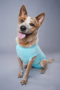 DOG RECOVERY SUIT - LIGHT BLUE