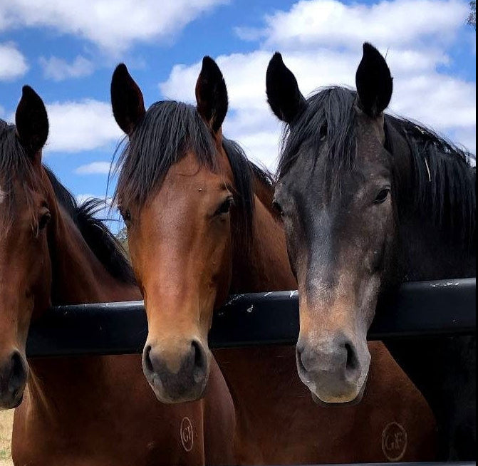 Three horses looking over a fence with a blue sky in the background
