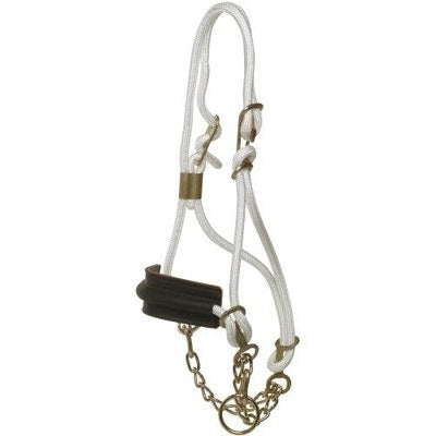 BREAKING IN HALTER W/NB CALF