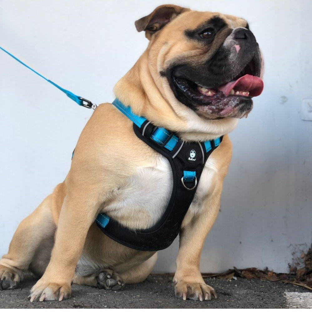 HUSKIMO DOG HARNESS ULTIMATE BELLS BEACH