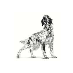 ROYAL CANIN K9 RENAL SPECIAL 2KG